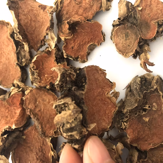 Hong Jing Tian 중국 약초 말린 허브 Rhodiola Rosea 뿌리